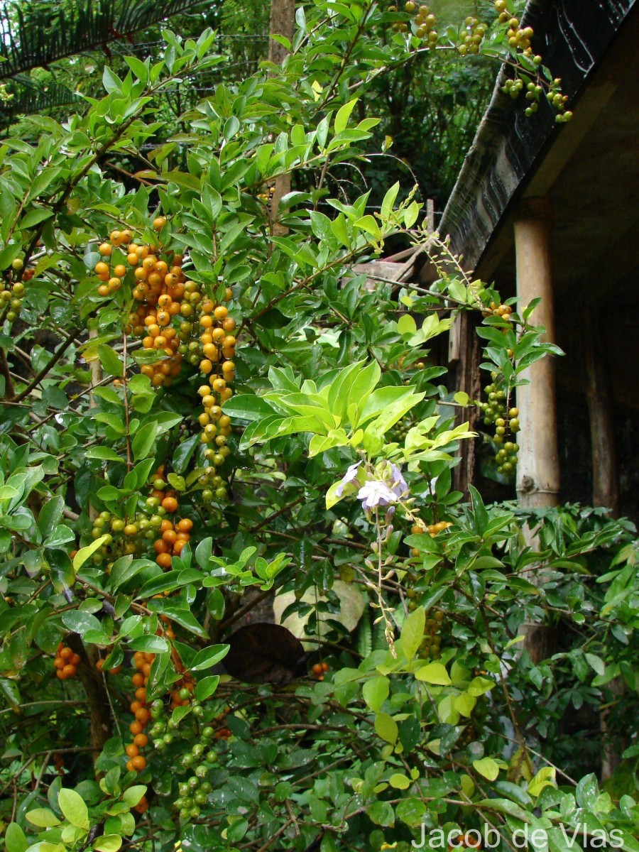 Duranta erecta L.